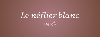 Le Neflier Blanc